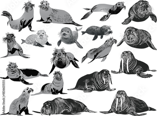 marine animals grey sketches isolated on white