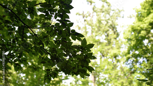 Green leaves on the tree crown, natural background. light through the tree crown. a sunny summer or spring day, in a forest or park. beauty of nature, fresh air. branches with leaves on a tree.