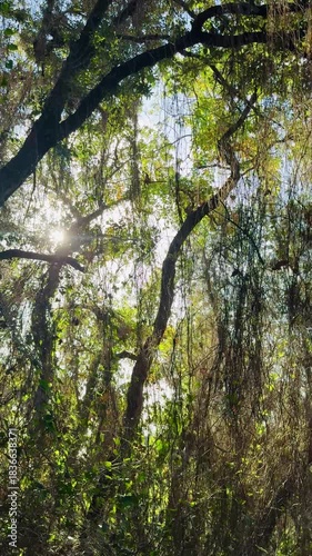 Slow Motion Forest Light Through Trees with Ivy and Brambles in Vertical Format