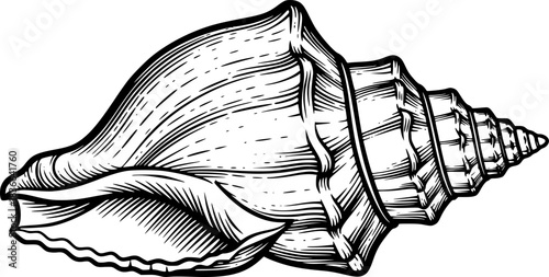 conch shell engraving black and white outline
