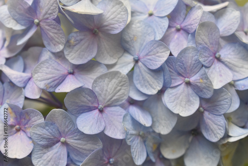Blue Hydrangea Close-Up – Hydrangea macrophylla Bloom with Vibrant Petals