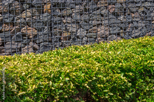 A green hedge made of shrubs. Granite stones in a metal mesh. A decorative addition to the park