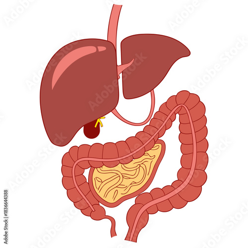Clear diagram illustrating human digestive organs including the liver gallbladder pancreas and intestines for medical education