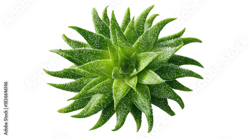 Green succulent plant, aloe aristata, showing rosette leaves with white textured spots, top view, transparent background