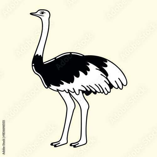 Ostrich vector cartoon illustration featuring a big flightless safari bird with a long neck and feathers on grass in nature