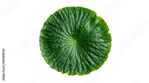 Lotus leaf showing natural texture and veins, isolated on transparent background, top view, representing growth and purity