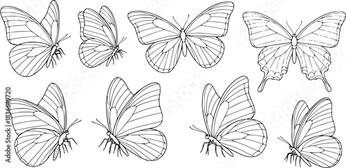 Butterfly vector illustration set, line art style, Butterflies in various poses. Perfect for spring, summer designs, invitations. Butterfly outline sketches of nature’s delicate, elegant insect
