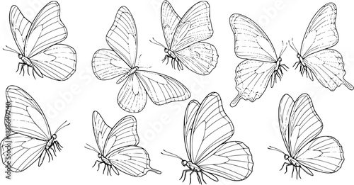 Butterfly vector illustration set, line art style, Butterflies in various poses. Perfect for spring, summer designs, invitations. Butterfly outline sketches of nature’s delicate, elegant insect