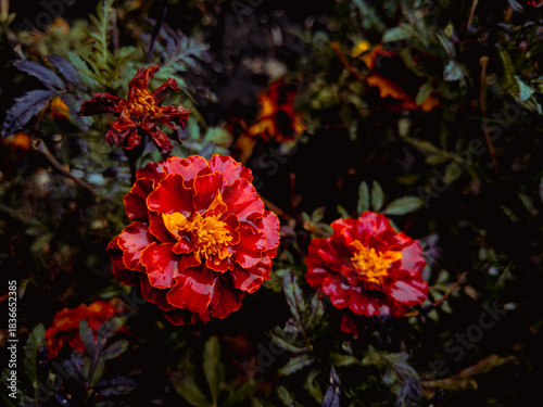 Closeup of vivid orange red marigolds after fresh rainfall