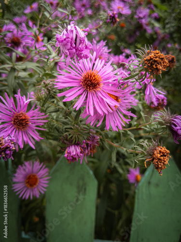 Vibrant purple aster flowers blooming brightly against an aged green wooden fence