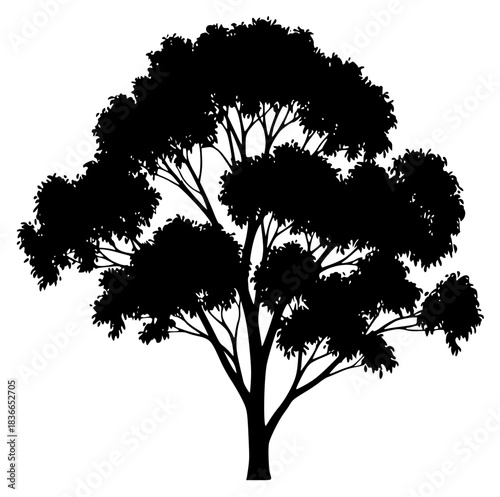 A silhouette of a tree on a , black, illustration, profile, tree, against transparent background