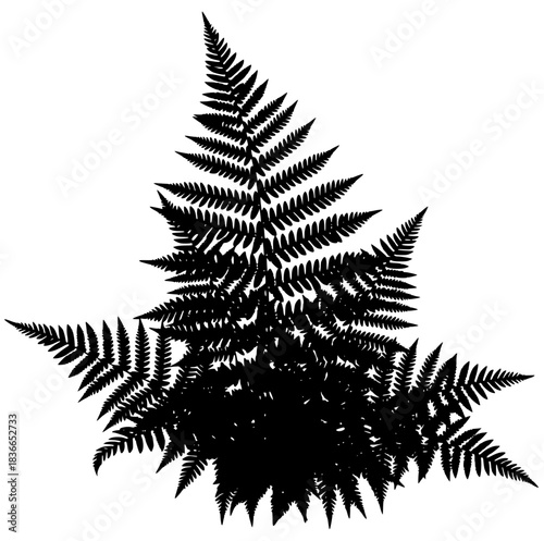 A black and white silhouette of a fern leaf, black, fern, illustration, plant, profile, white, against transparent background