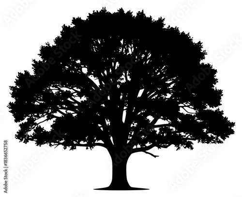 A black silhouette of a large tree on a , black, illustration, oak tree, profile, tree, against transparent background