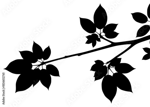 A branch with leaves silhouetted against a , black, branch, plant, profile, stem, tree, tree branch, twig, against transparent background