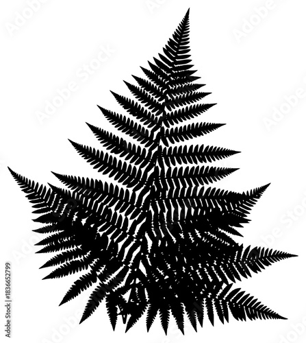 A black and white silhouette of a fern leaf, black, fern, illustration, profile, white, against transparent background