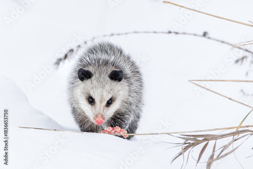 A opossum, Didelphis virginiana, walks thru snow and prairie grasses in Northern Indiana