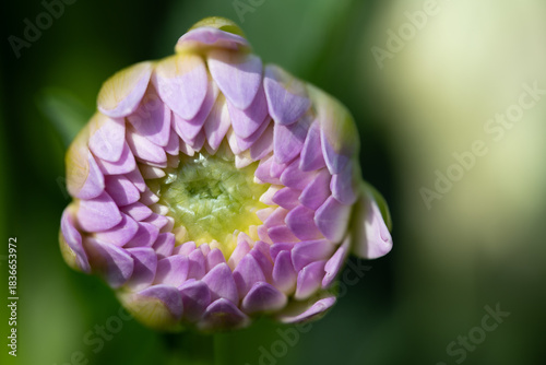Close-up of a delicate pink flower bud just opening. Green light and space for text in the background.