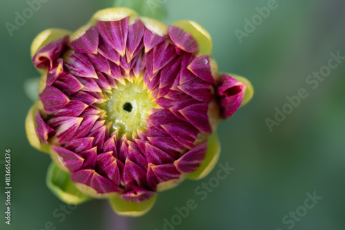 Close-up of the red bud of a dahlia, still almost closed, against a green background.