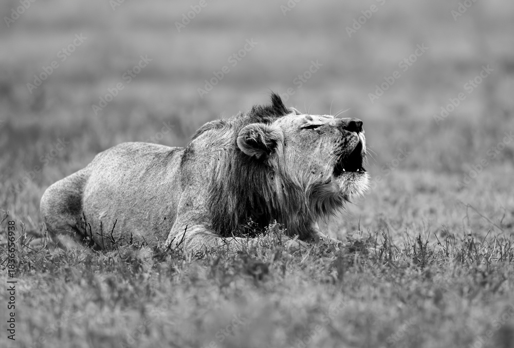 Fototapeta premium Male lion in black and white, South Africa