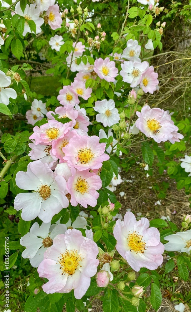 Fototapeta premium Ancient wild rose in the garden of la javeliere cottage in France