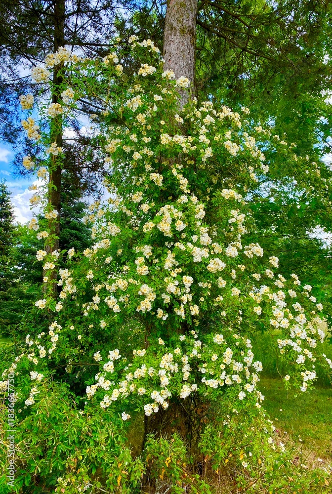Fototapeta premium Ancient wild rose in the garden of la javeliere cottage in France
