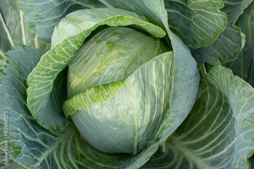 Close-up of a head of white cabbage growing in a field. The cabbage is ripe.