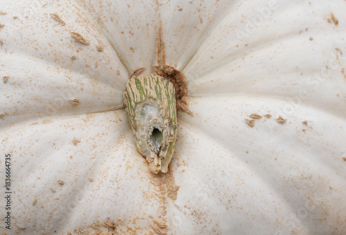 Close-up of a white pumpkin. The stem can be seen in the middle.