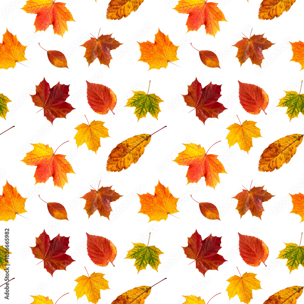 Fototapeta premium seamless pattern autumn leaves