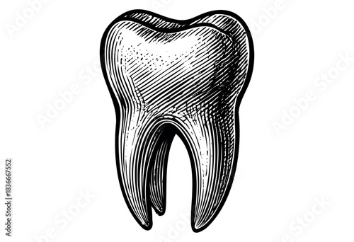 Detailed black and white drawing of a human molar with engraved lines — stock illustration.