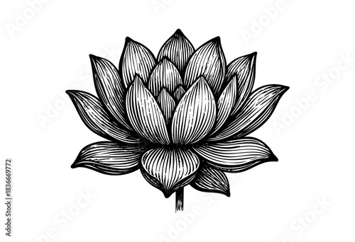 A meticulously crafted lotus flower illustration features fine, detailed lines in a monochromatic color scheme — stock vector.