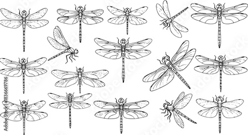 Dragonfly vector illustration set, hand-drawn, isolated on a white background. Collection of 18 unique dragonflies, High-quality, detailed sketches capturing the beauty of these summer insects