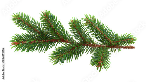 Evergreen fir branch with green needles, showing a natural winter holiday decoration element on transparent background