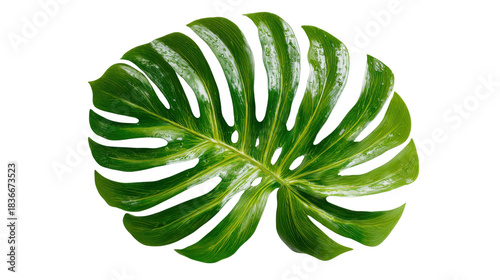 Wet monstera deliciosa leaf with water droplets showing tropical plant details against a transparent background