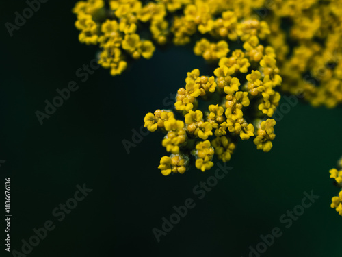 Close up of a yellow flower