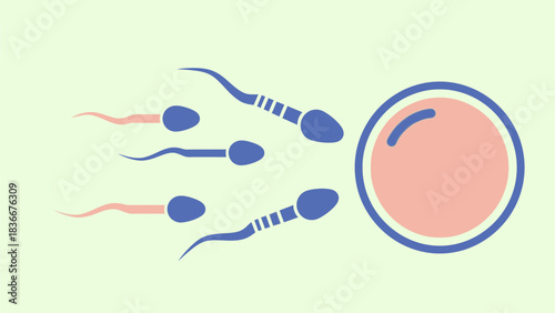 Vector Fertilization Icon – Ovum and Spermatozoon Flat Color Line Illustration