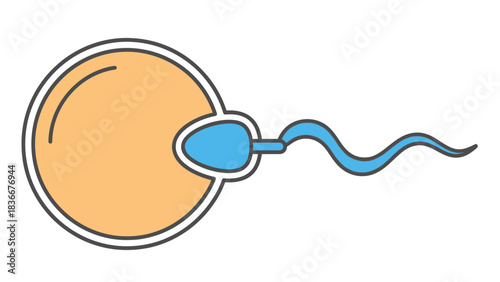 Vector Fertilization Icon – Ovum and Spermatozoon Flat Color Line Illustration