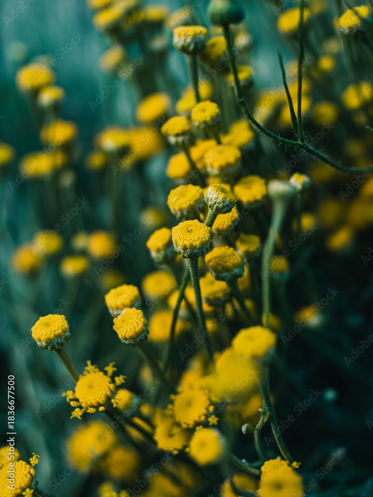 Obraz premium Yellow flowers in the garden