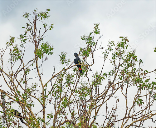 Red Tailed Black Cockatoo in the Forest