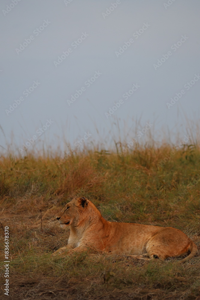 Fototapeta premium Lioness resting on grassy ridge in Maasai Mara, Kenya