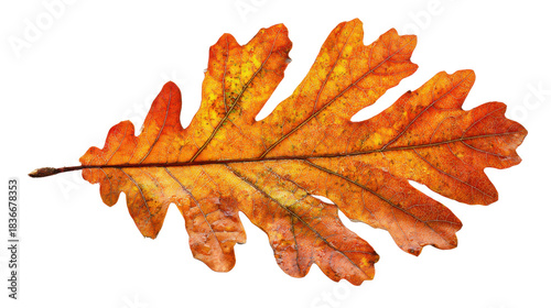 Oak leaf displaying vivid autumn colors. Changing seasons, nature, and botanical detail with a transparent background
