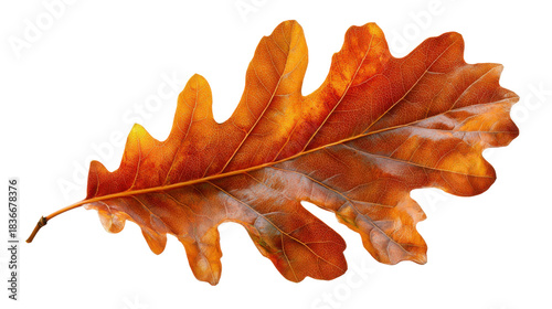 Autumn oak leaf changing colors, showcasing seasonal foliage and natural beauty on transparent background