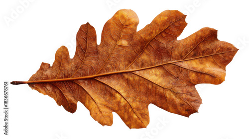 Dry brown oak leaf showing texture and venation, representing autumn fall season, isolated with transparent background