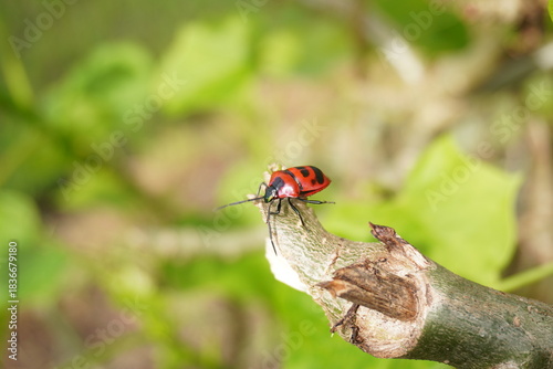 life of a red beetle with black spots exploring the stems and leaves