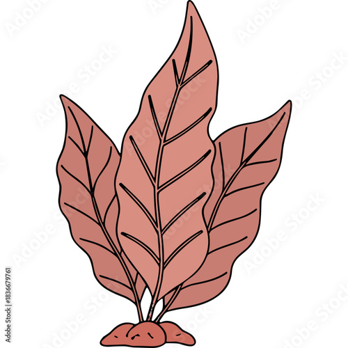 Illustration of a cluster of three reddish brown aquatic plants with dark veins against a black background showing detailed leaf structure and subtle shading a simple botanical graphic