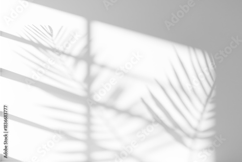 shadow of palm leaves and frame of window on white wall background