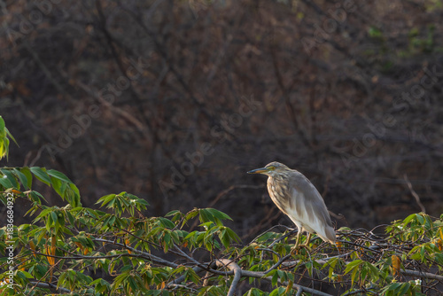 The Indian pond heron or paddybird (Ardeola grayii)