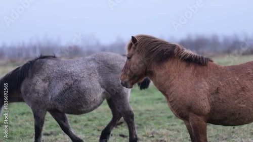 Wild tarpan horses in the wild in autumn
