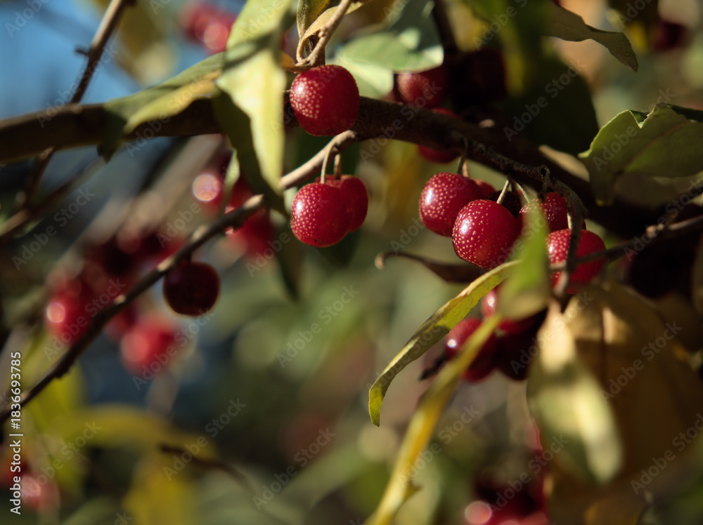 Obraz premium 晴れた12月に赤く実ったアキグミ