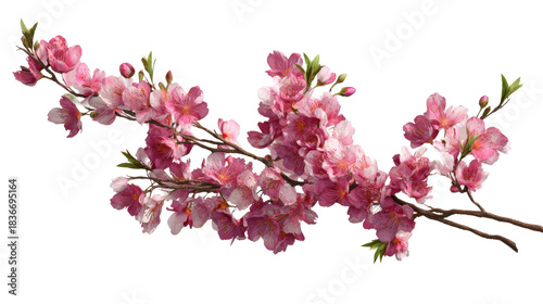 Cherry blossom branch with delicate pink sakura flowers blooming on transparent background, symbolizing spring and new beginnings