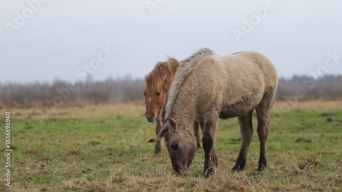 Wild tarpan horses in the wild in autumn
